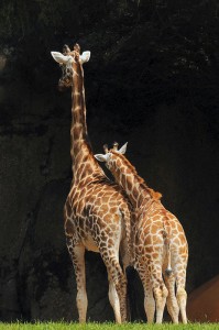 Lean on Me